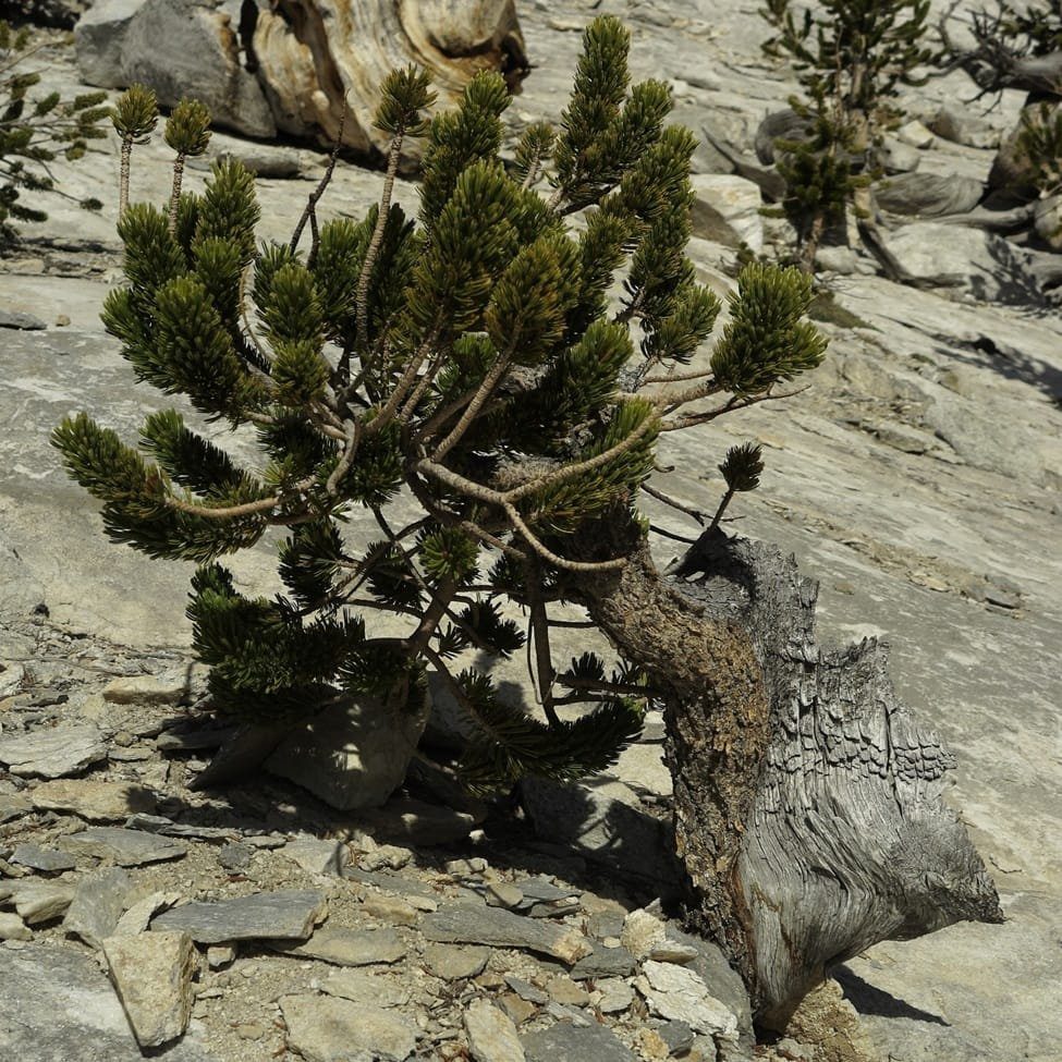 Bristlecone in Stone