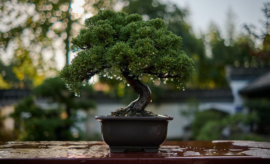 Growth In A Pandemic How The Art Of Bonsai Thrives