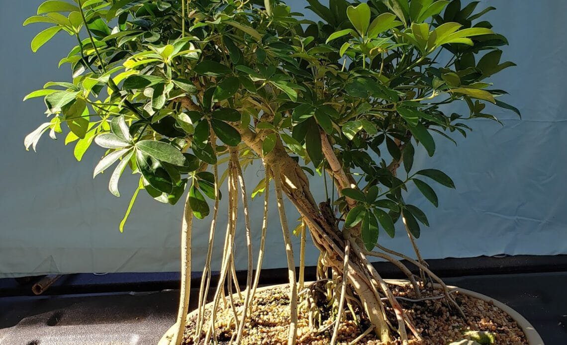 Hawaiian Umbrella Bonsai Tree