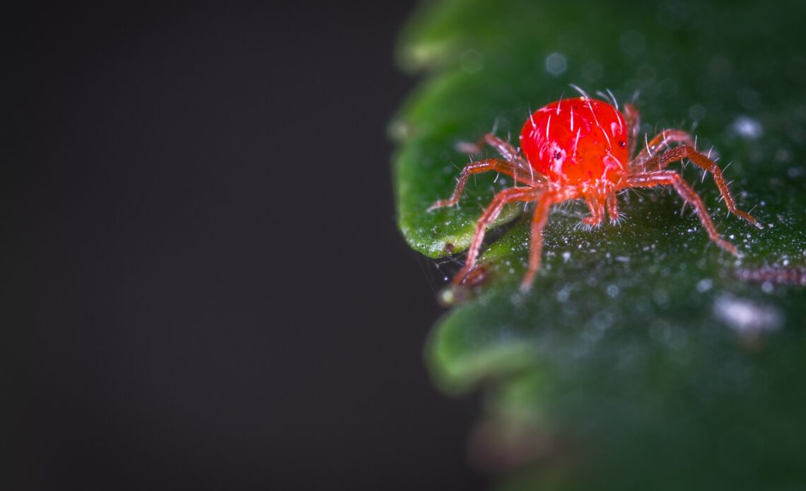 How To Deal With Spider Mites