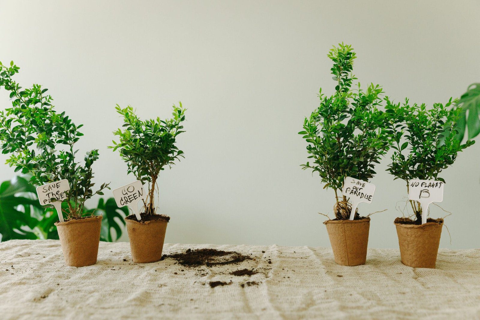 Identifying Aesthetic Gender Bonsai