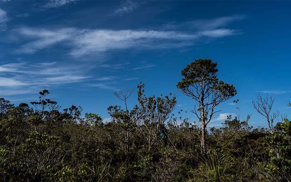 Supreme Pygmy Forest within the World