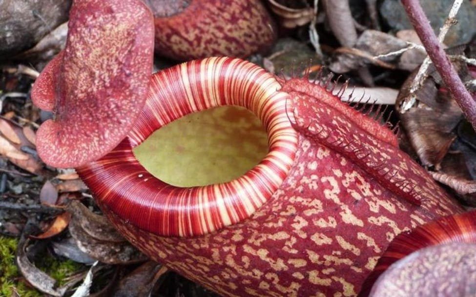 Nepenthes peltata in Bonsai Forest