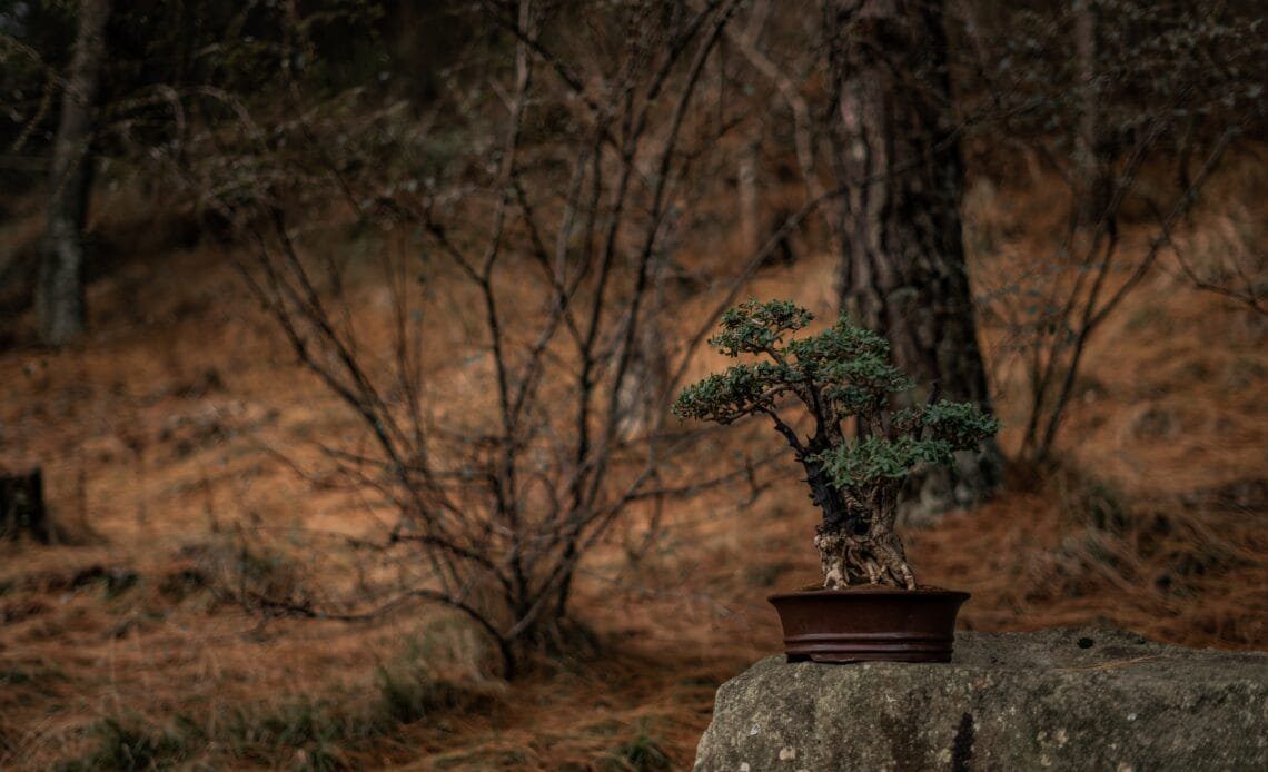 Tree Poaching Bonsai Collecting