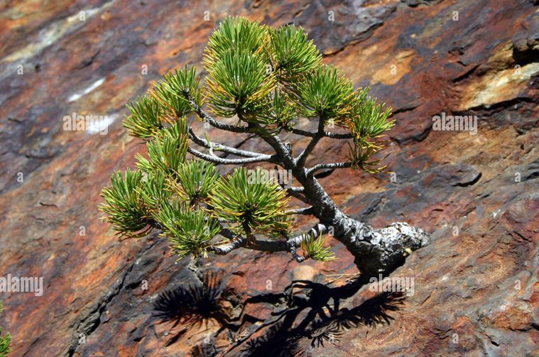 Wild Bonsai: Pine Tree Edition